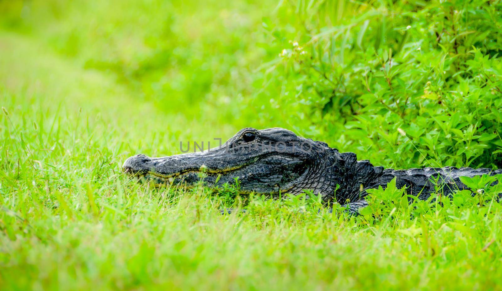 American Alligator in Everglades National Park, Florida