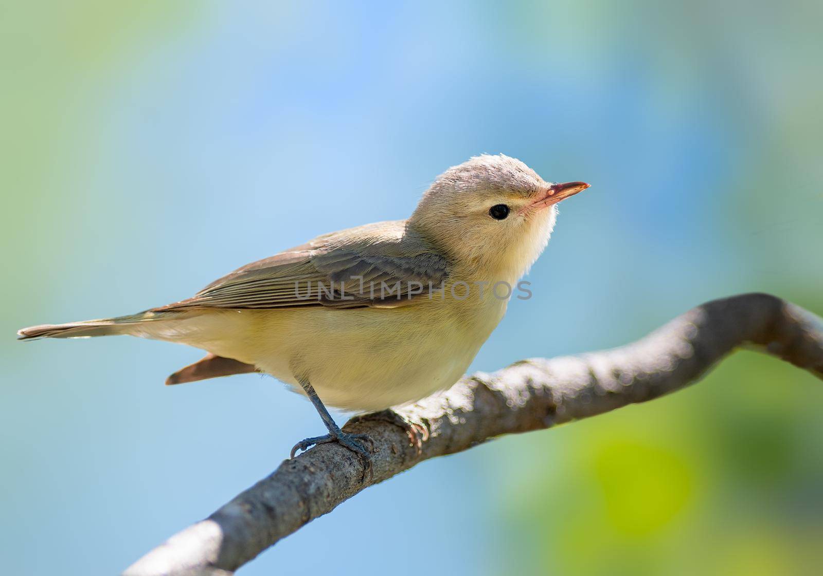 A male Warbling Vireo singing from a spruce tree in Ohio