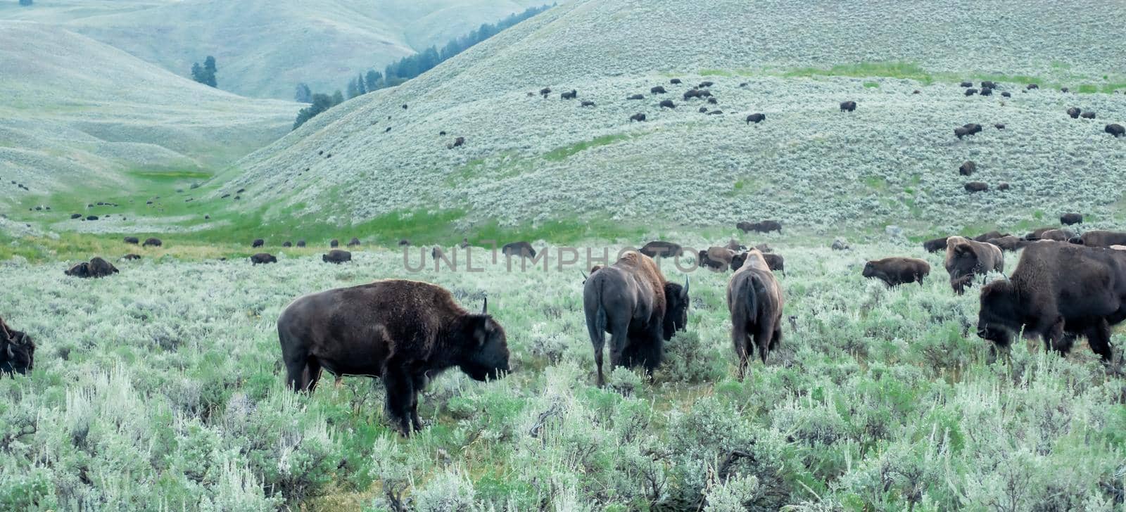 scenes around yellowstone national park in wyoming by digidreamgrafix