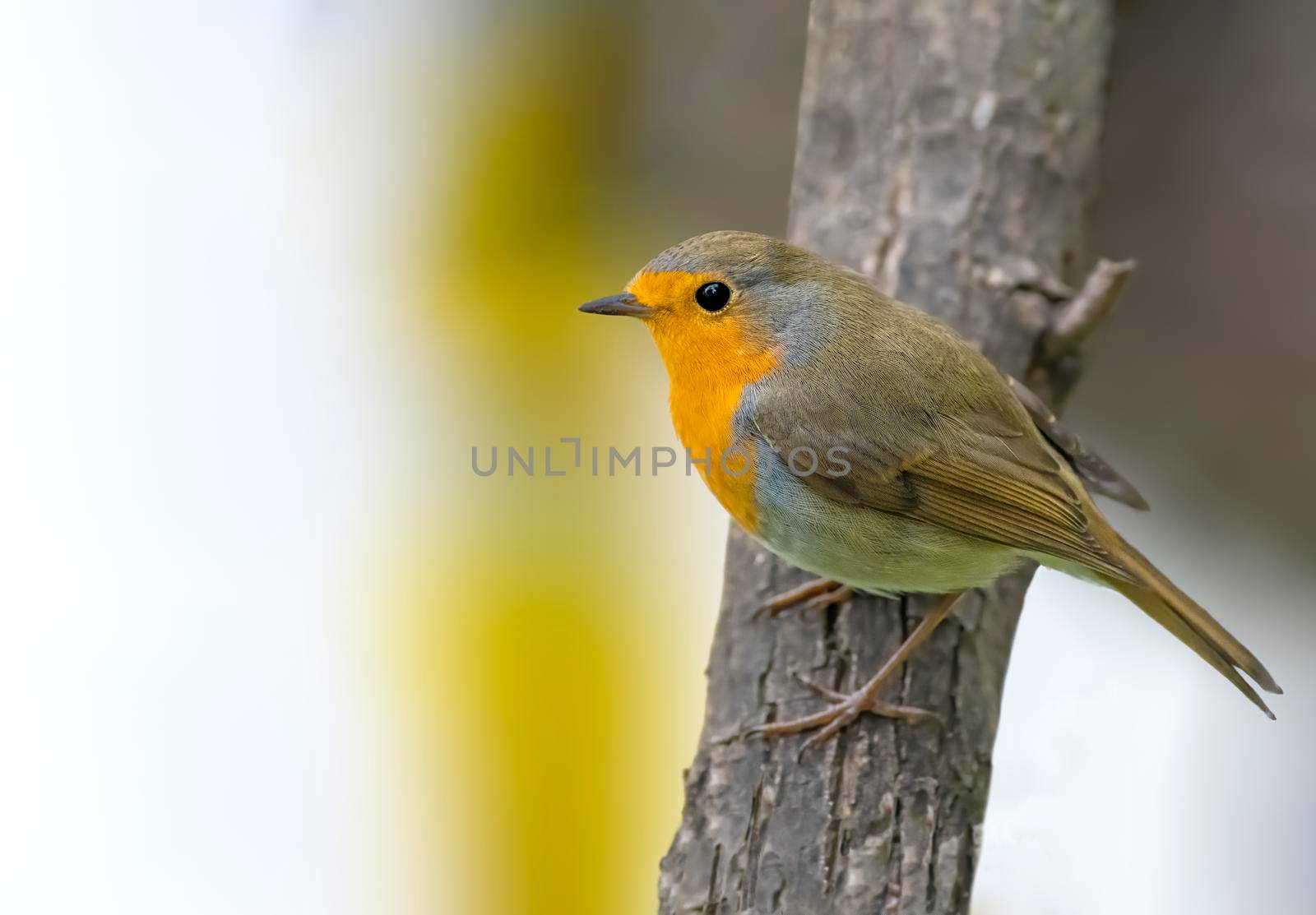 European Robin perched on a tree in Athens Greece