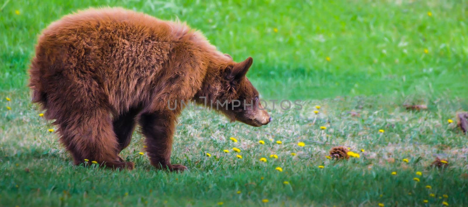 Cinnamon Colored Brown Bear Cub sniffing the dandelion with selective focus on the bear