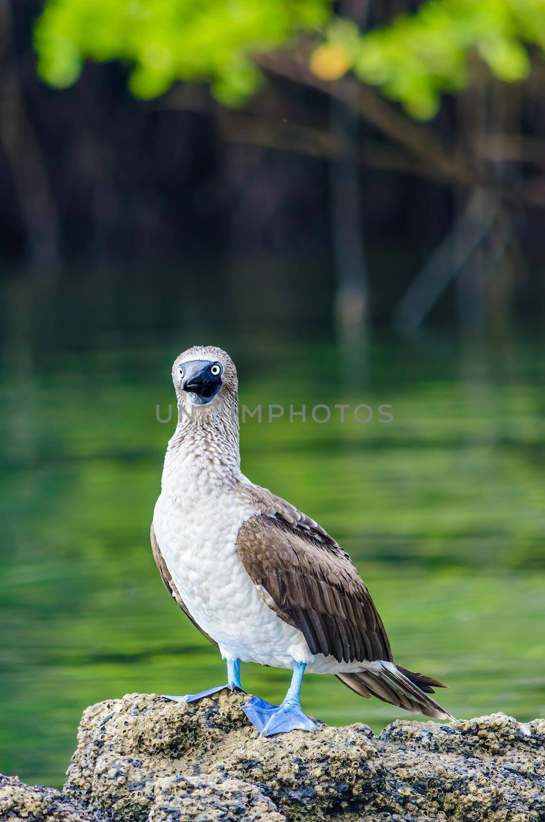 Blue footed booby startled by humans in Galapagos