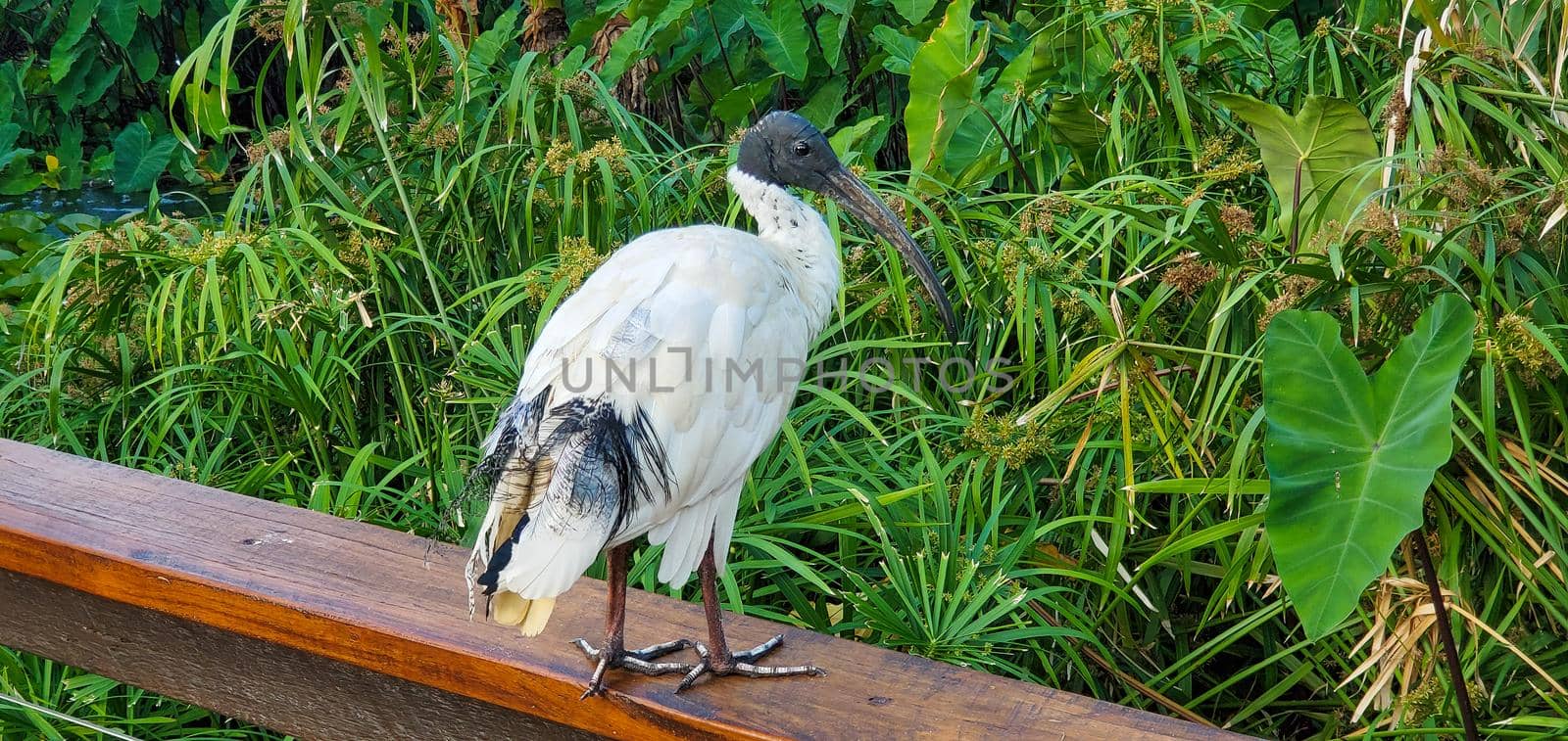 Australian White Ibis predominantly white plumage with a bare, black head, long downcurved bill and black legs