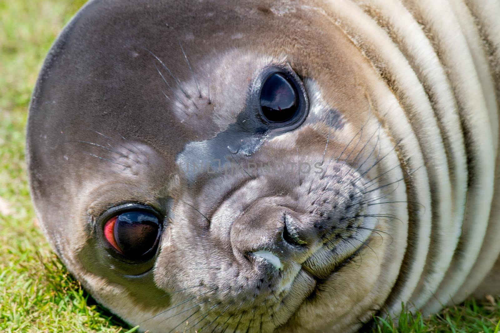 Photo of Southern Elephant Seal Pup is born in the Antarctic spring with selective focus on the googly eyes