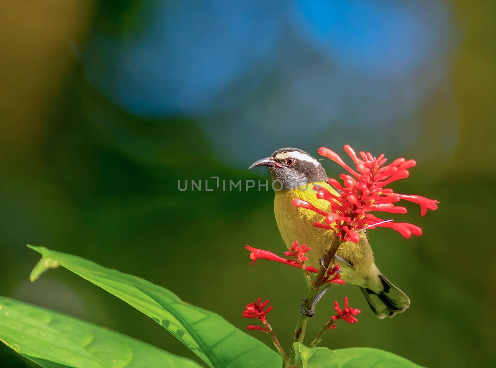 The Bananaquit, Coereba flaveola is sitting on a red flower in Puerto Rico