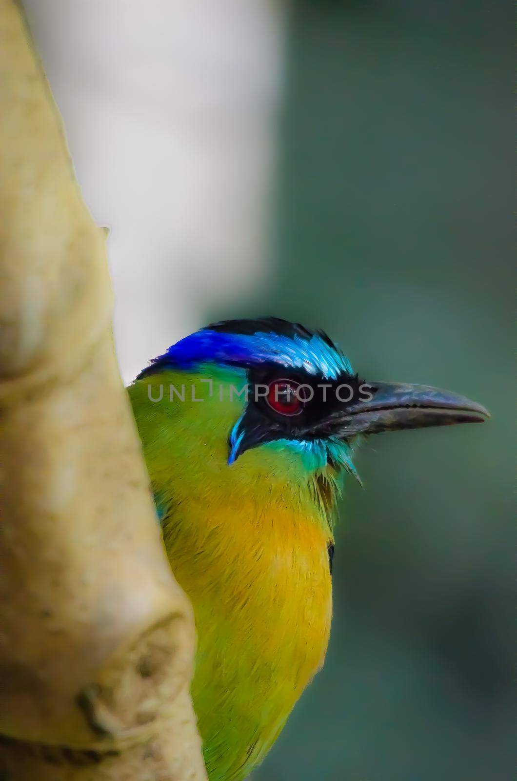 Photo of Blue crowned motmot with colorful face in Costa Rica with selective focus on the bird