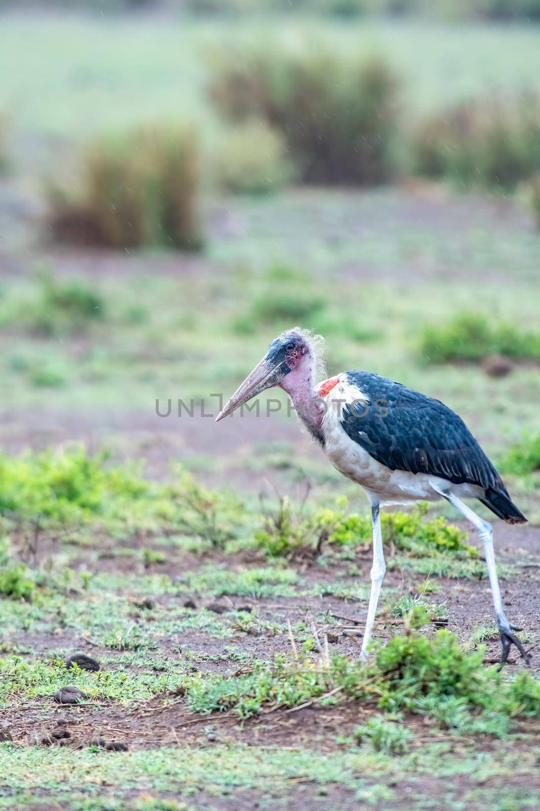 Marabou Stork taking a stroll in the serengeti