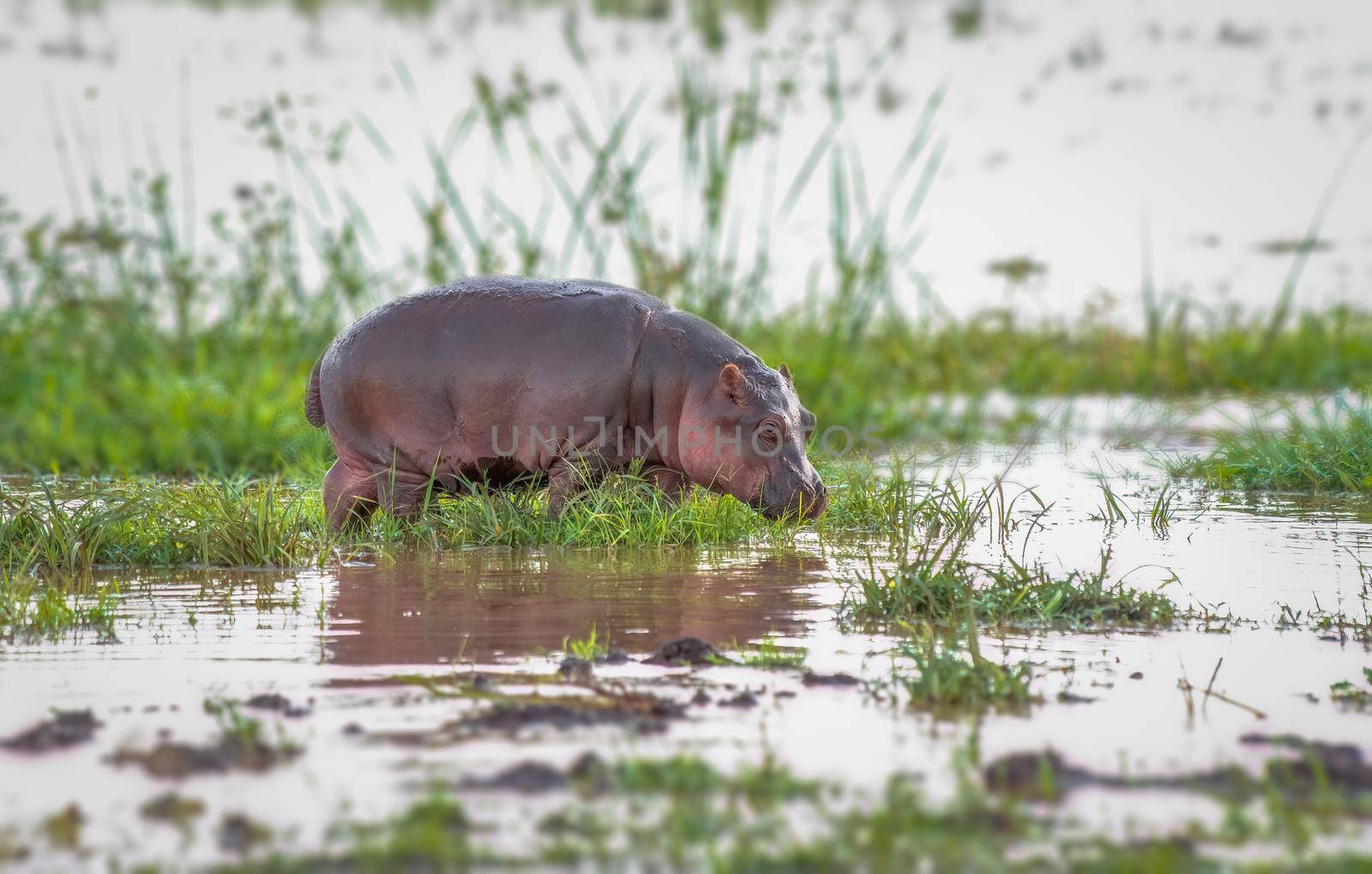 Baby Hippo having salad for lunch in Africa