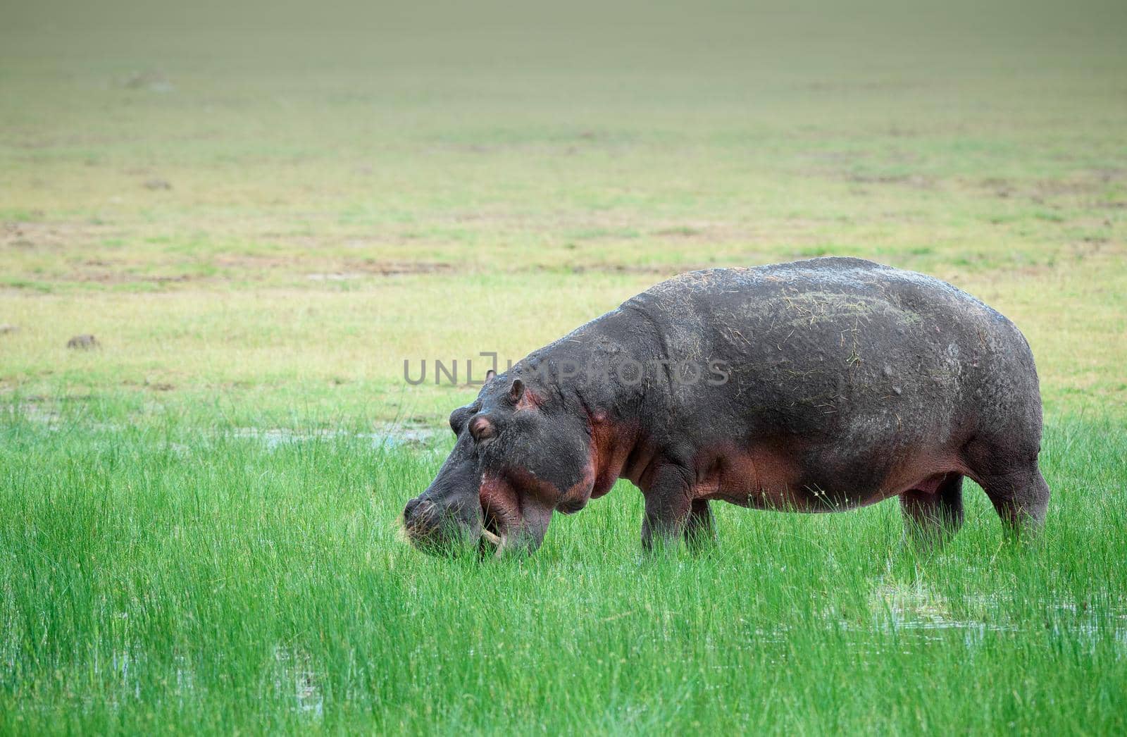 Hippo grazing on grass in the Serengeti in Africa