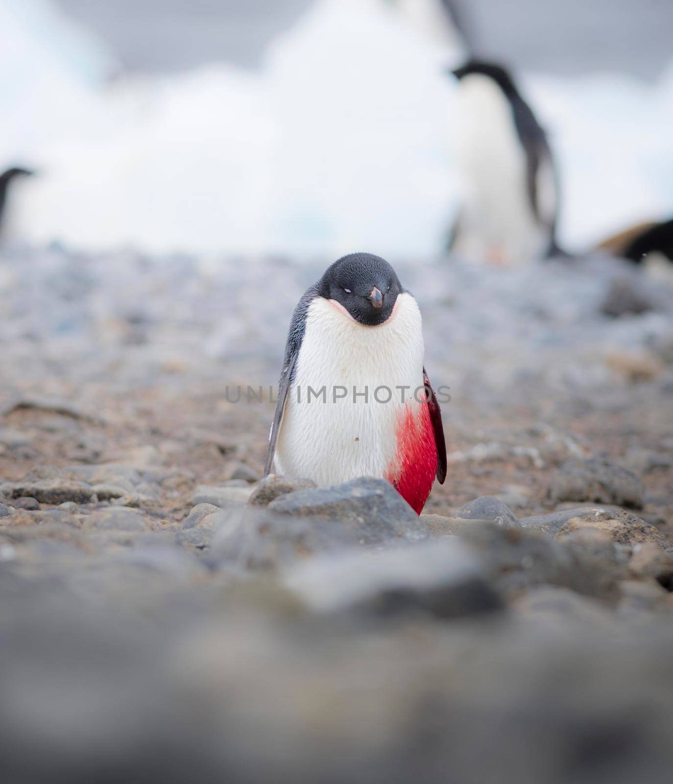 Injured and bleeding Adelie Penguin on the ice in Antarctica