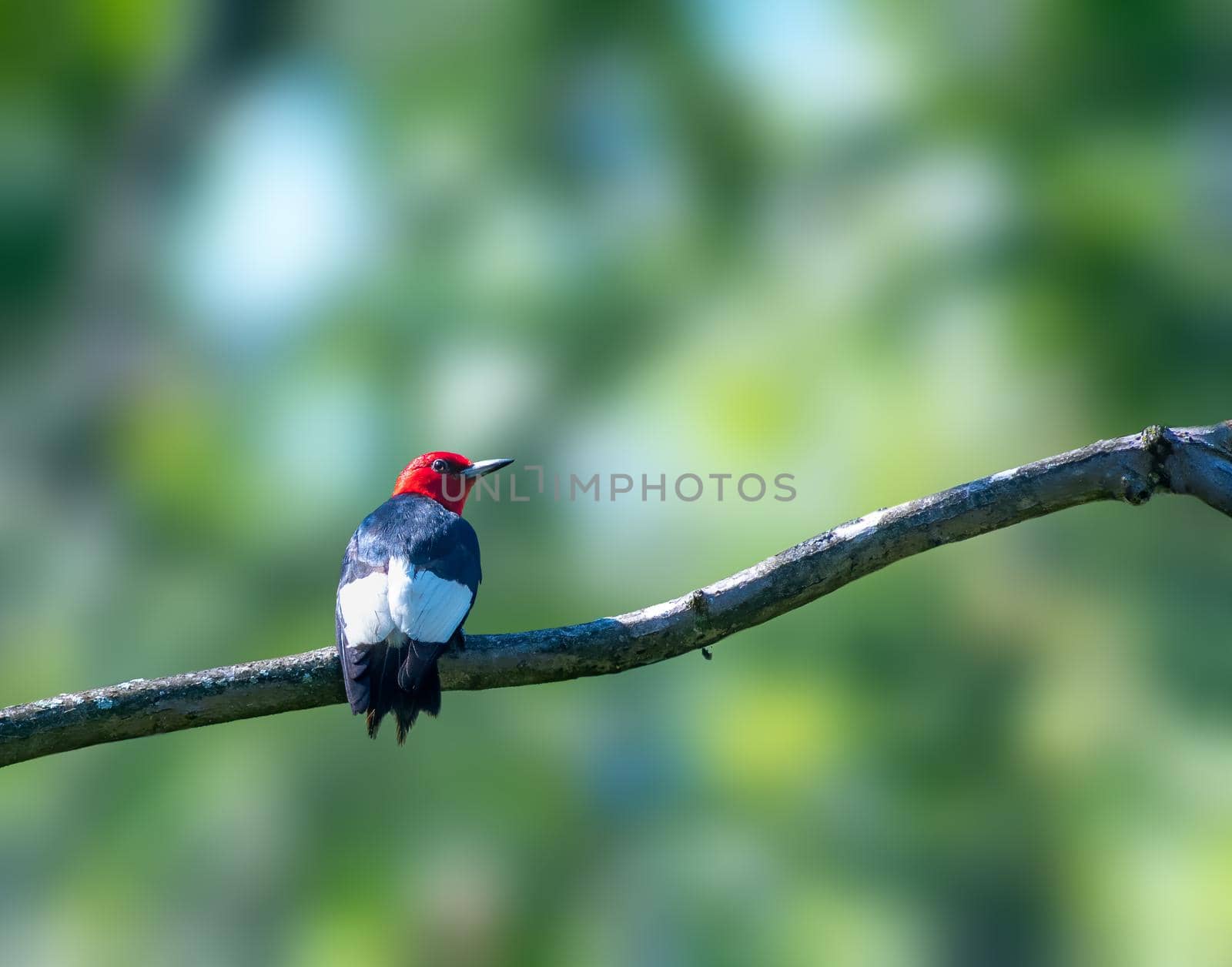 Red-headed Woodpecker perches on a tree