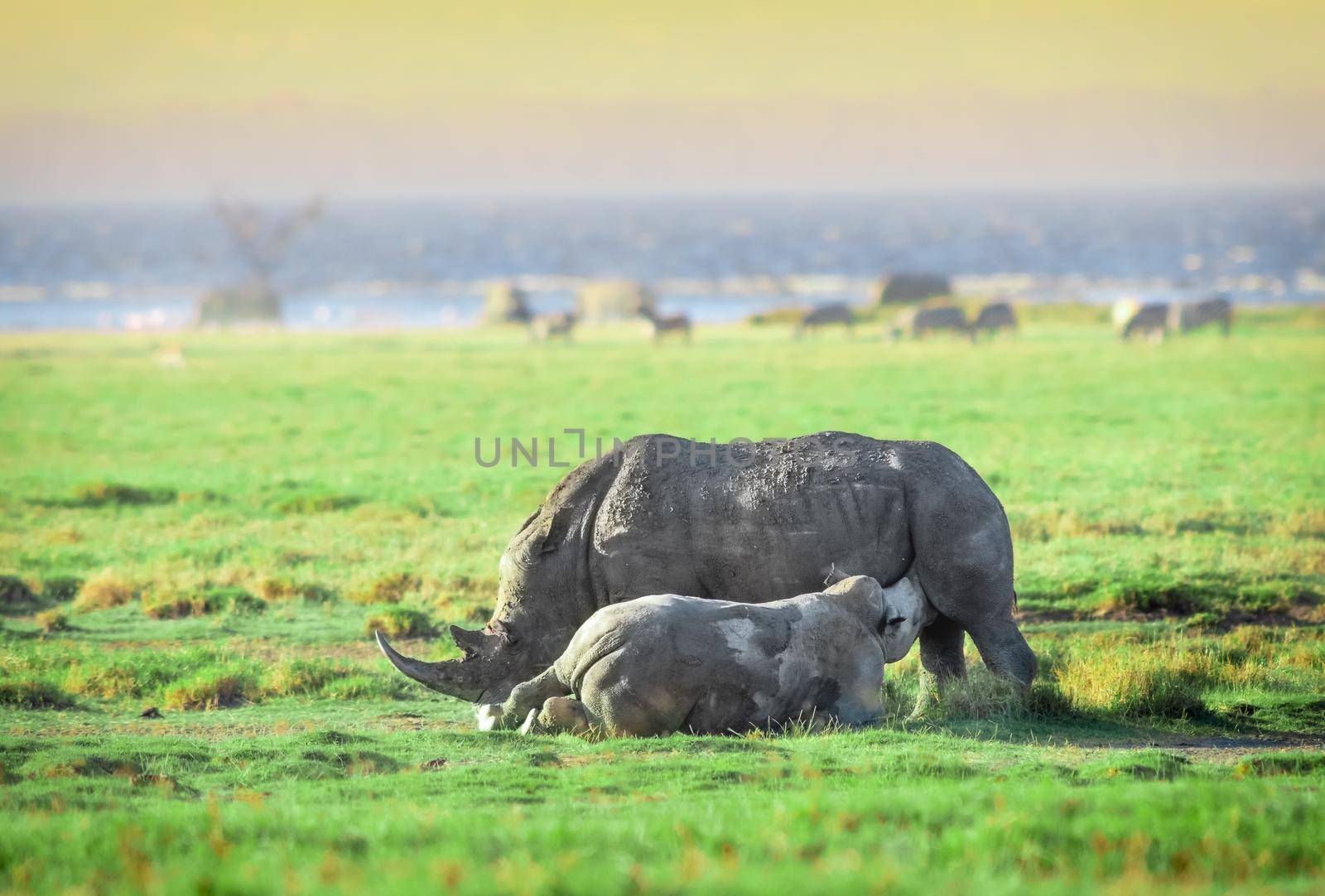 Rhino once roamed many places throughout Europe, Asia, and Africa and were known to early Europeans who depicted them in cave paintings