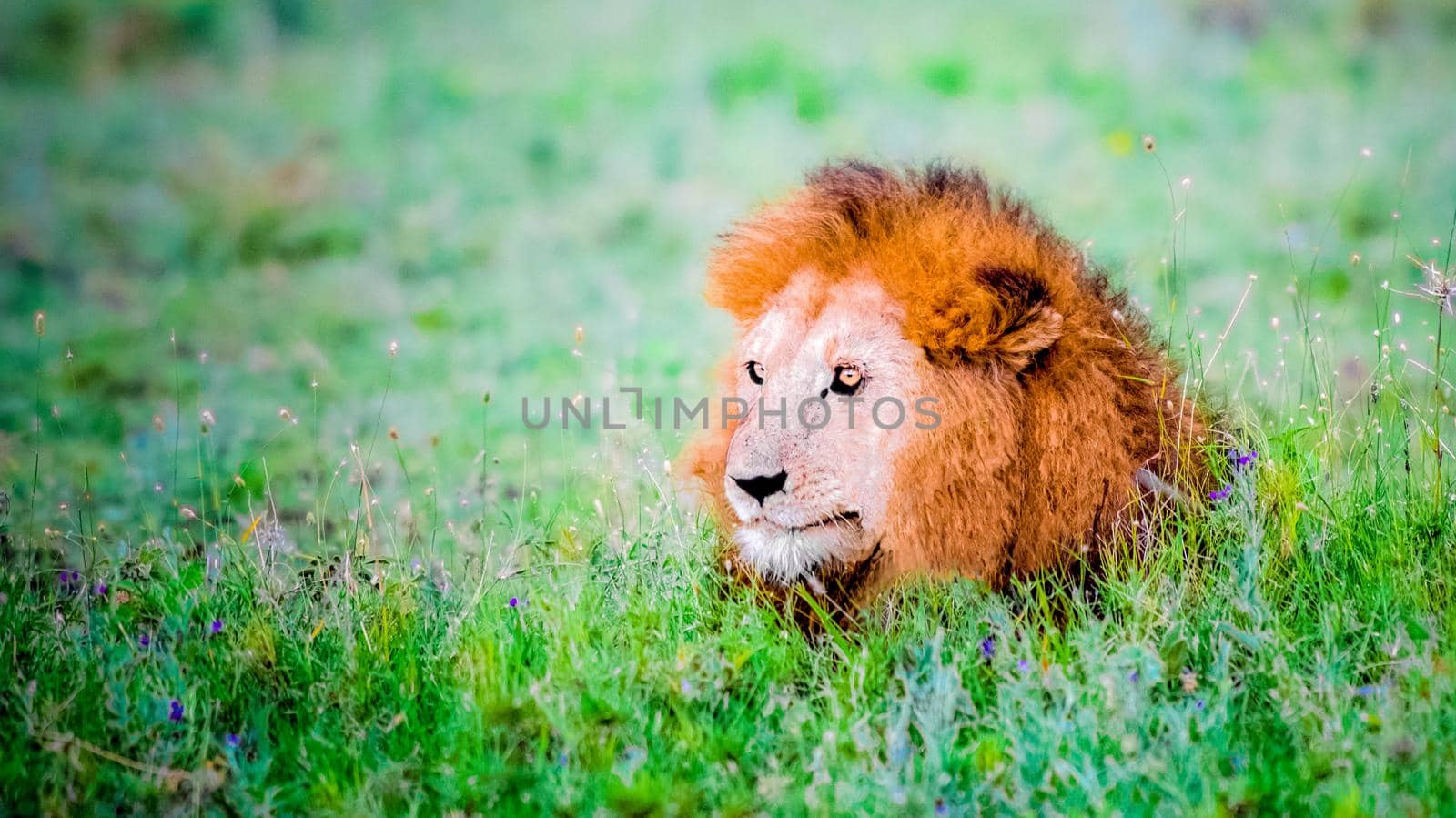 Portrait of Lion Romeo 2 enjoying the first rays of sun, Kenya