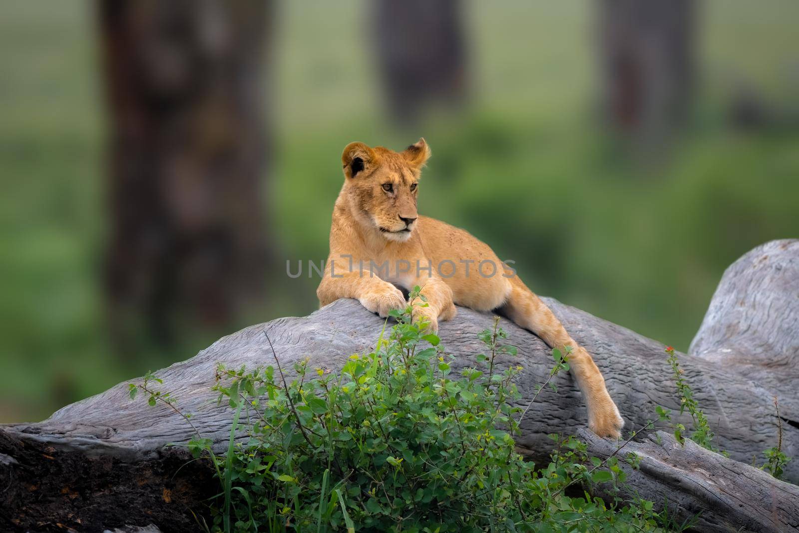 Photo of Lion cub with selective focus on the lion on the tree