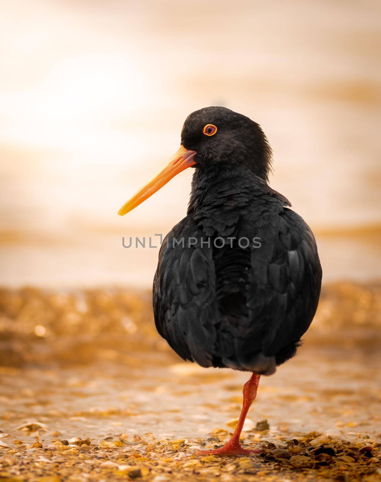 Variable oystercatcher during sunset on a New Zealand beach standing on one leg relaxing