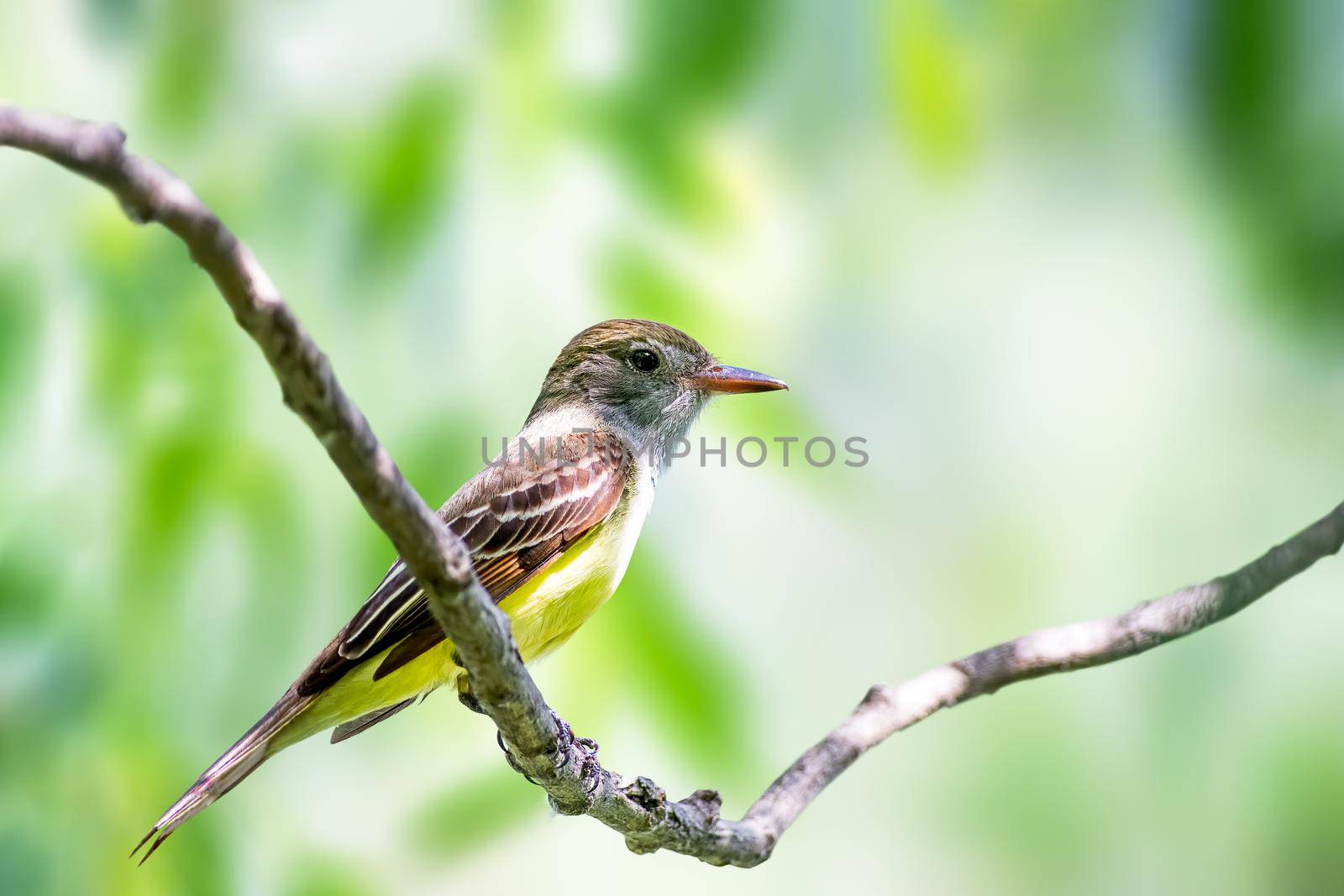 Great Crested Flycatcher dwells mostly in the treetops and rarely is found on the ground.