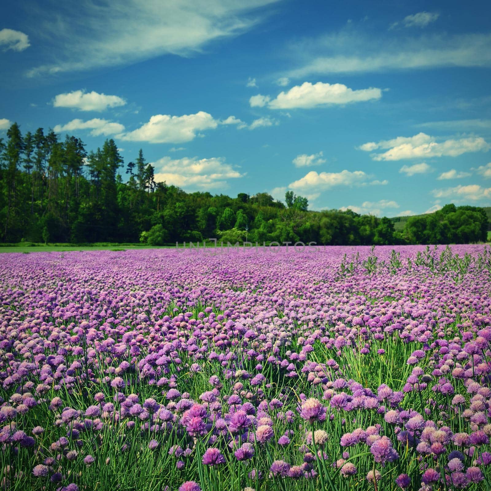 Landscape with purple chives flowers. Summer sunny day with sun, blue sky and colorful nature background. by Montypeter