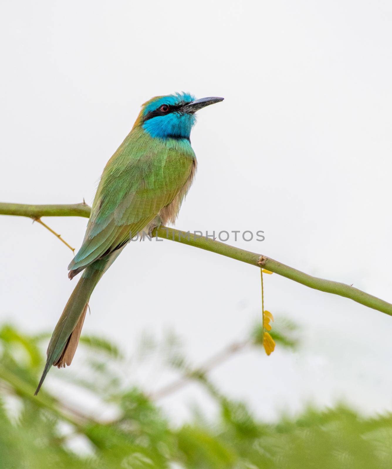 Arabian Green Bee Eater sitting on a tree in Jordan