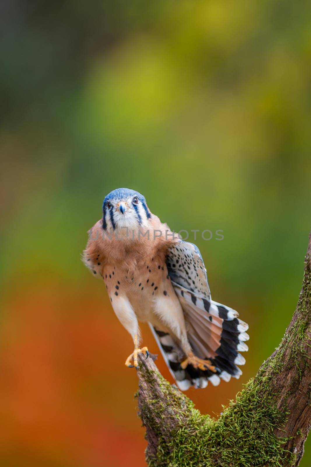 American Kestrel doing a leg stand on a dead tree trunk during fall