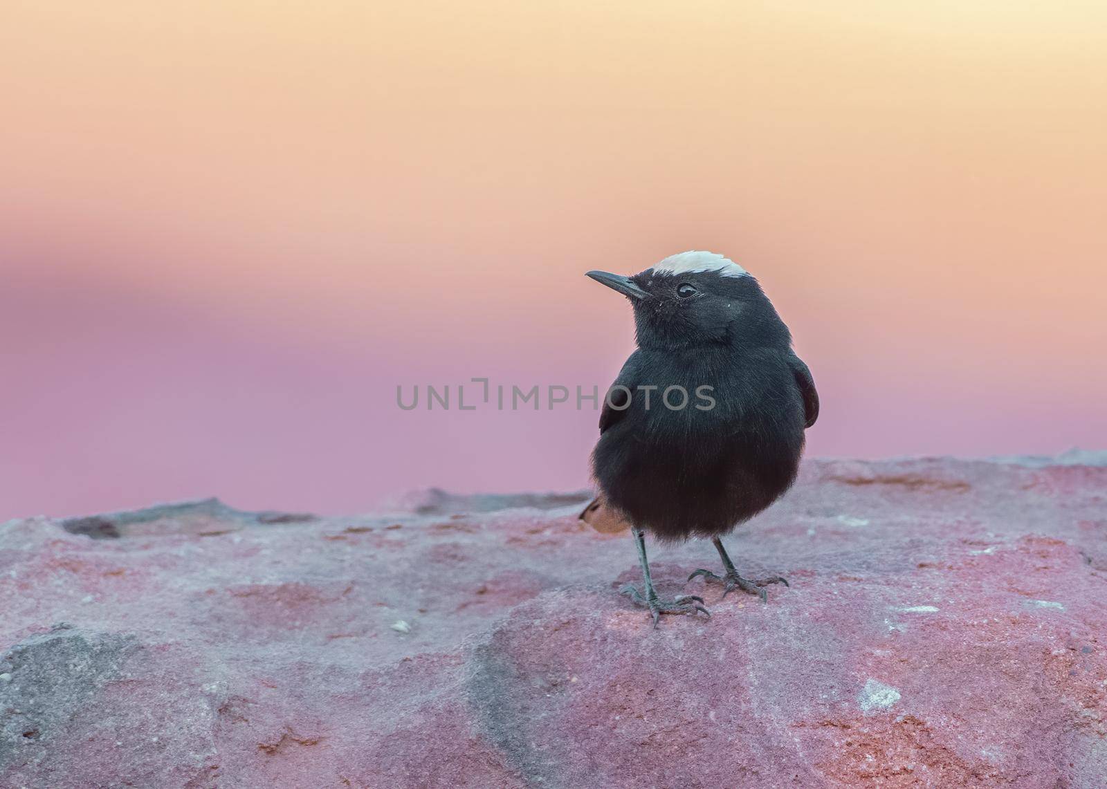 White Crowned Wheatear at sunset in Wadi Rum in Jordan