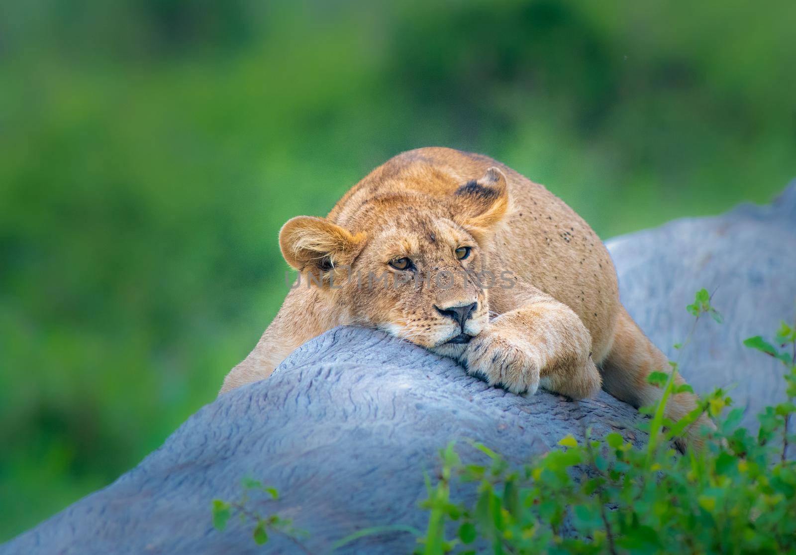 Sleepy lion cub on a long in the Serengeti in Africa