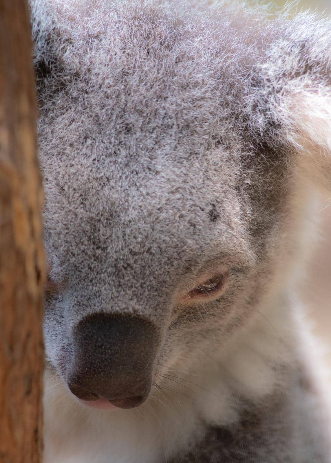 Murderous koala hiding behind a tree stump