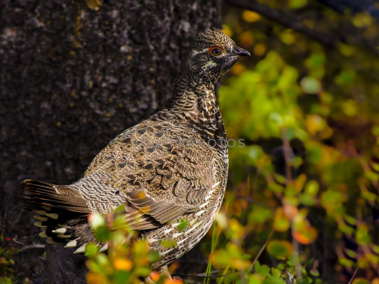 Photo of is snowy white in winter and an intricate mix of reds and browns in summer with selective focus on the bird