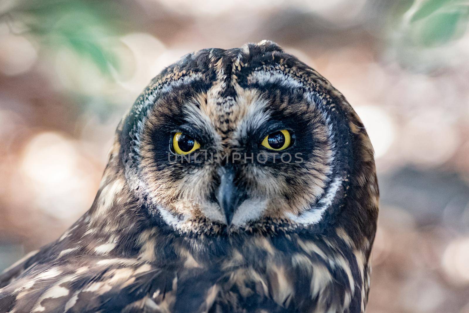 Galapagos Short Eared Owl at ground level