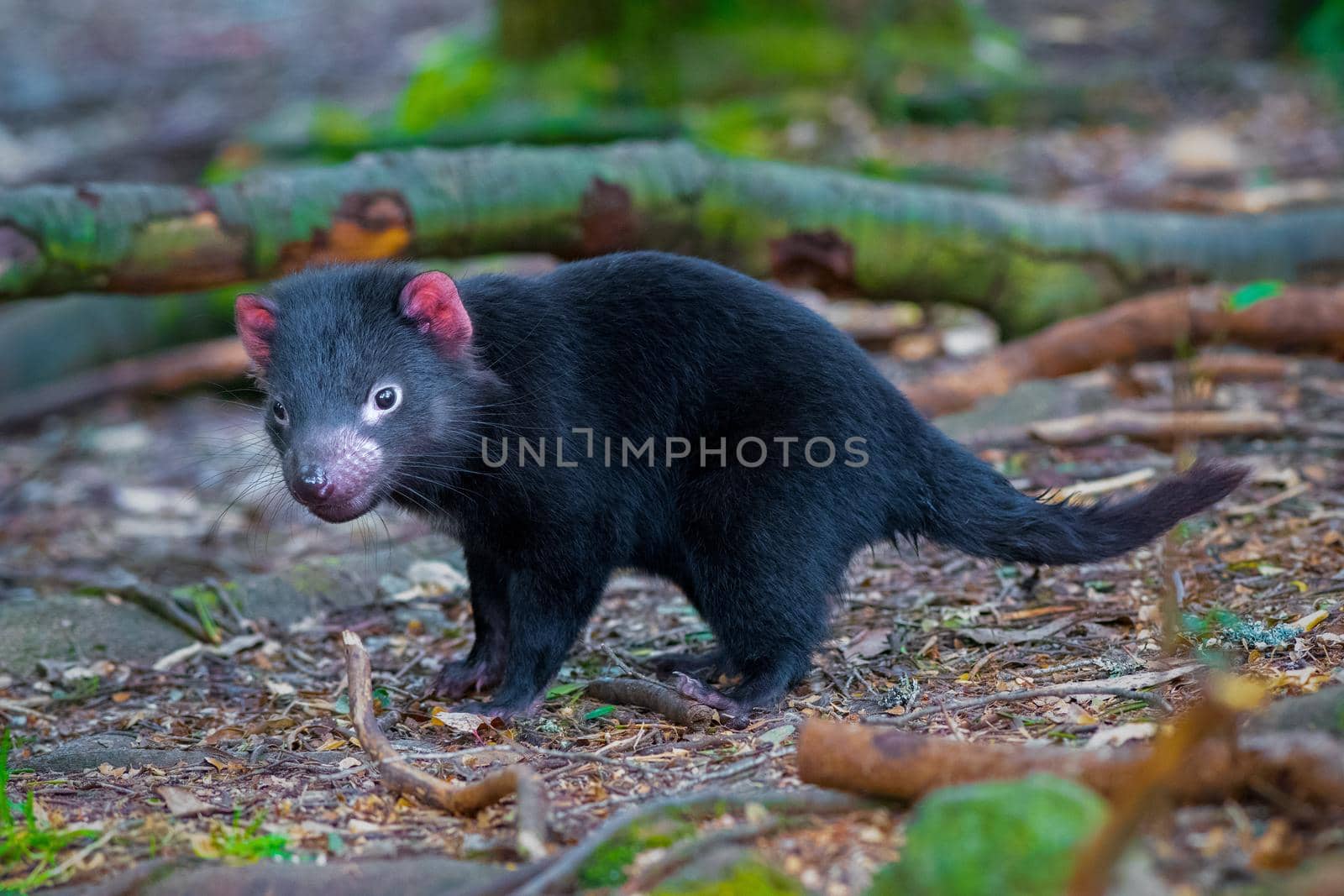 tasmanian devil close up full frame, australia, exotic endangered mammal marsupial