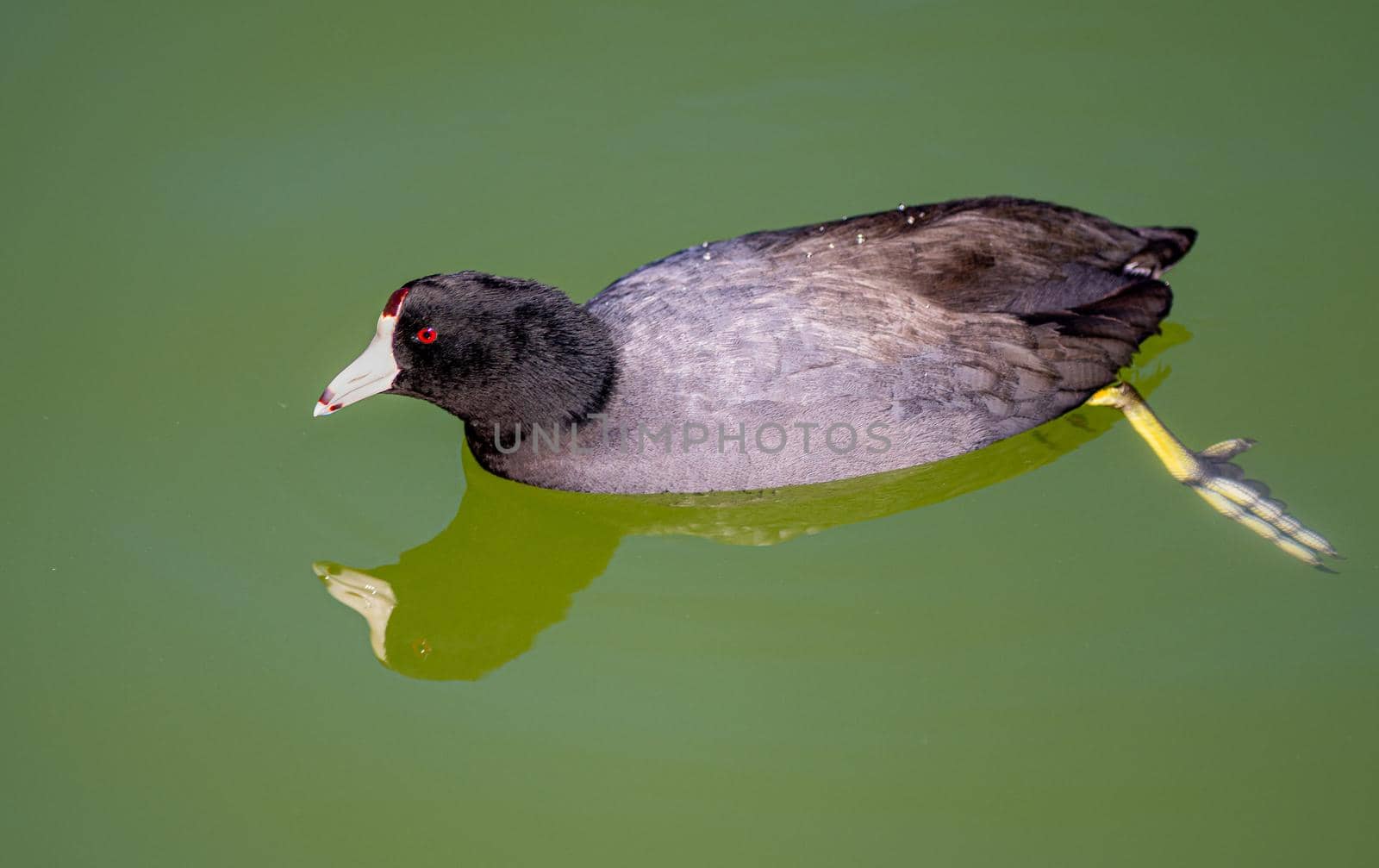 PIcture of American Coot swimming and enjoying its own reflection with selective focus on the bird and reflection in the water