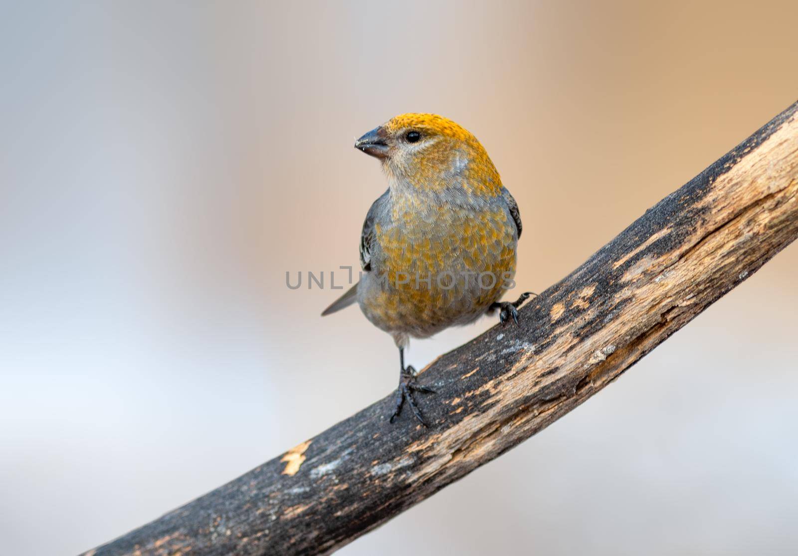 Pine Grosbeak perched on a tree