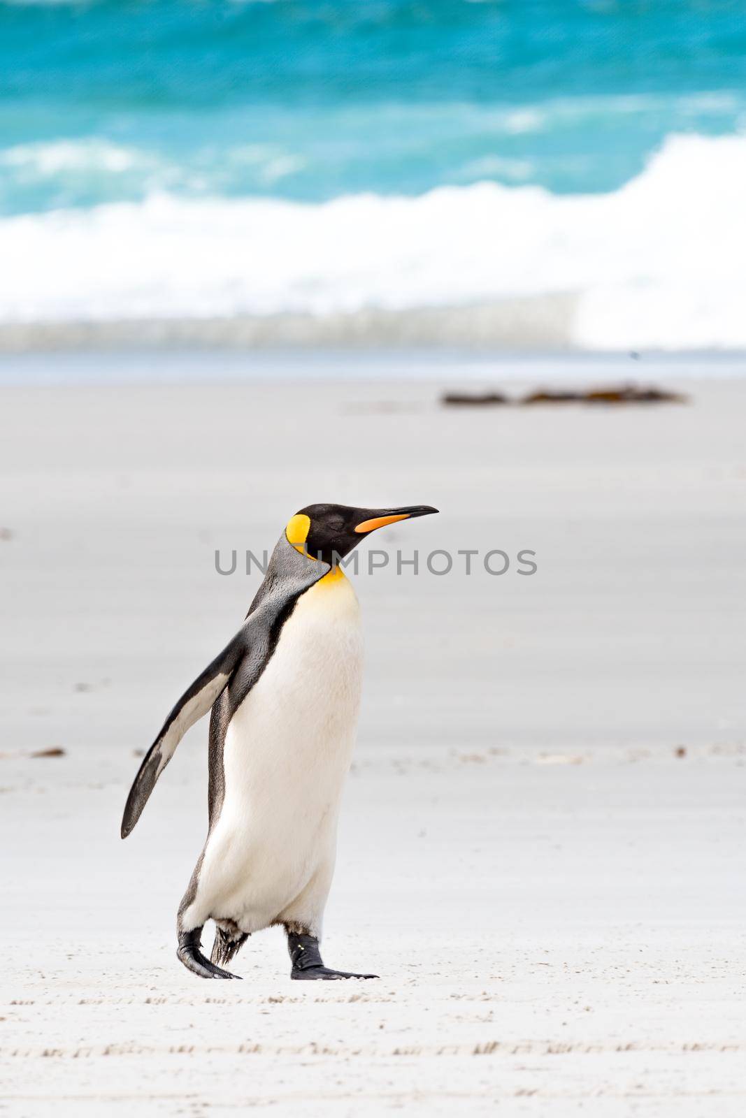 King Penguin taking a stroll on the beach