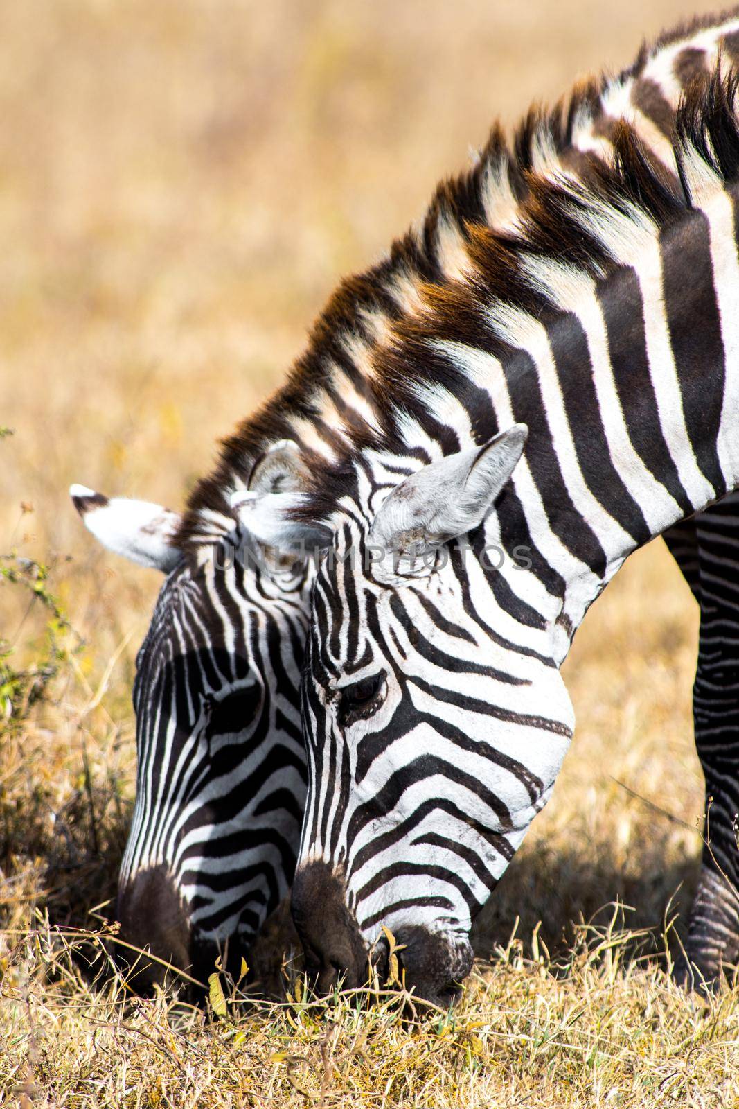 Photo of Twin Zebras with selective focus on the Zebra in the front