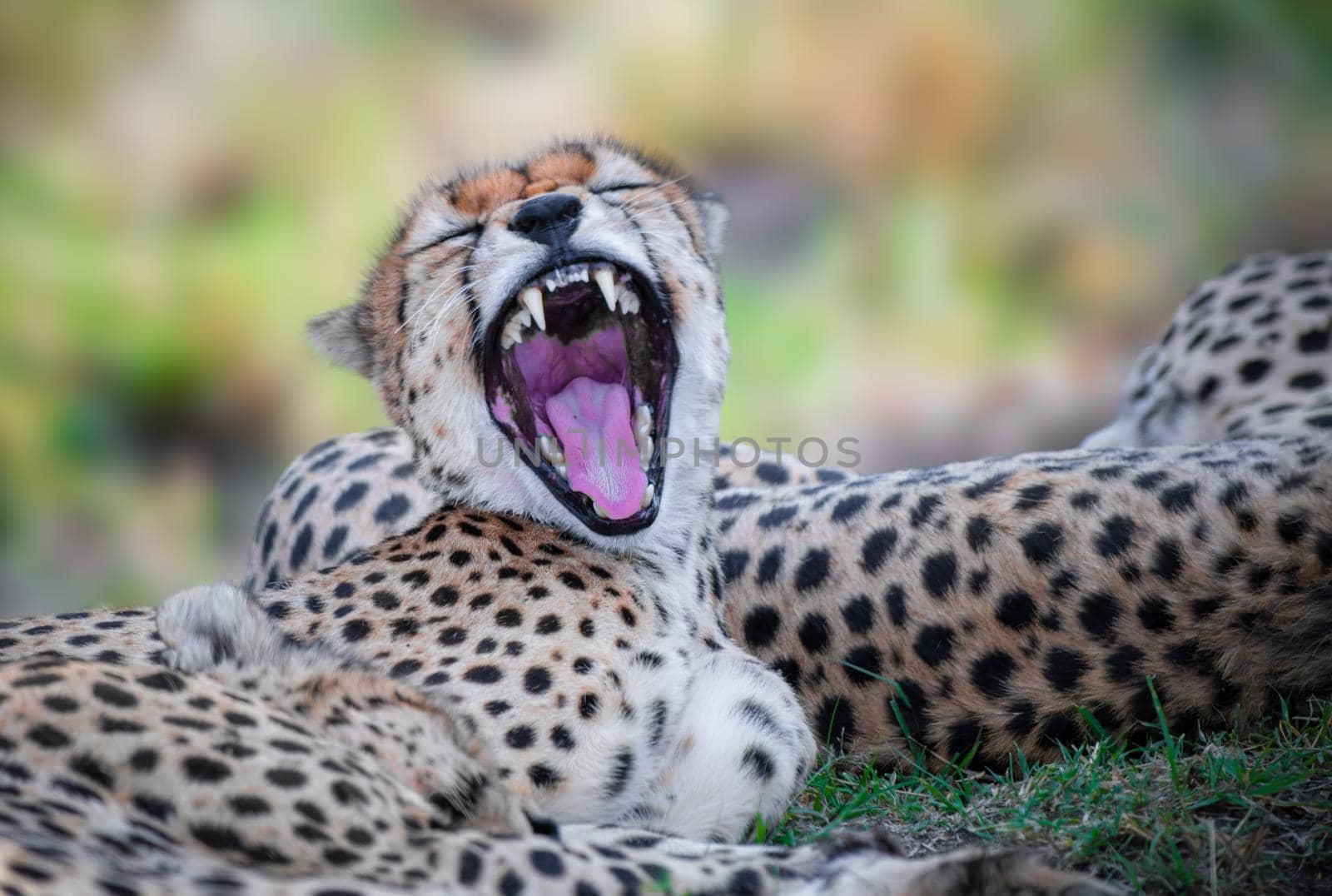 Cheetah yawning in the Savannah of Kenya Africa with selective focus on the animal's ferocious teeth