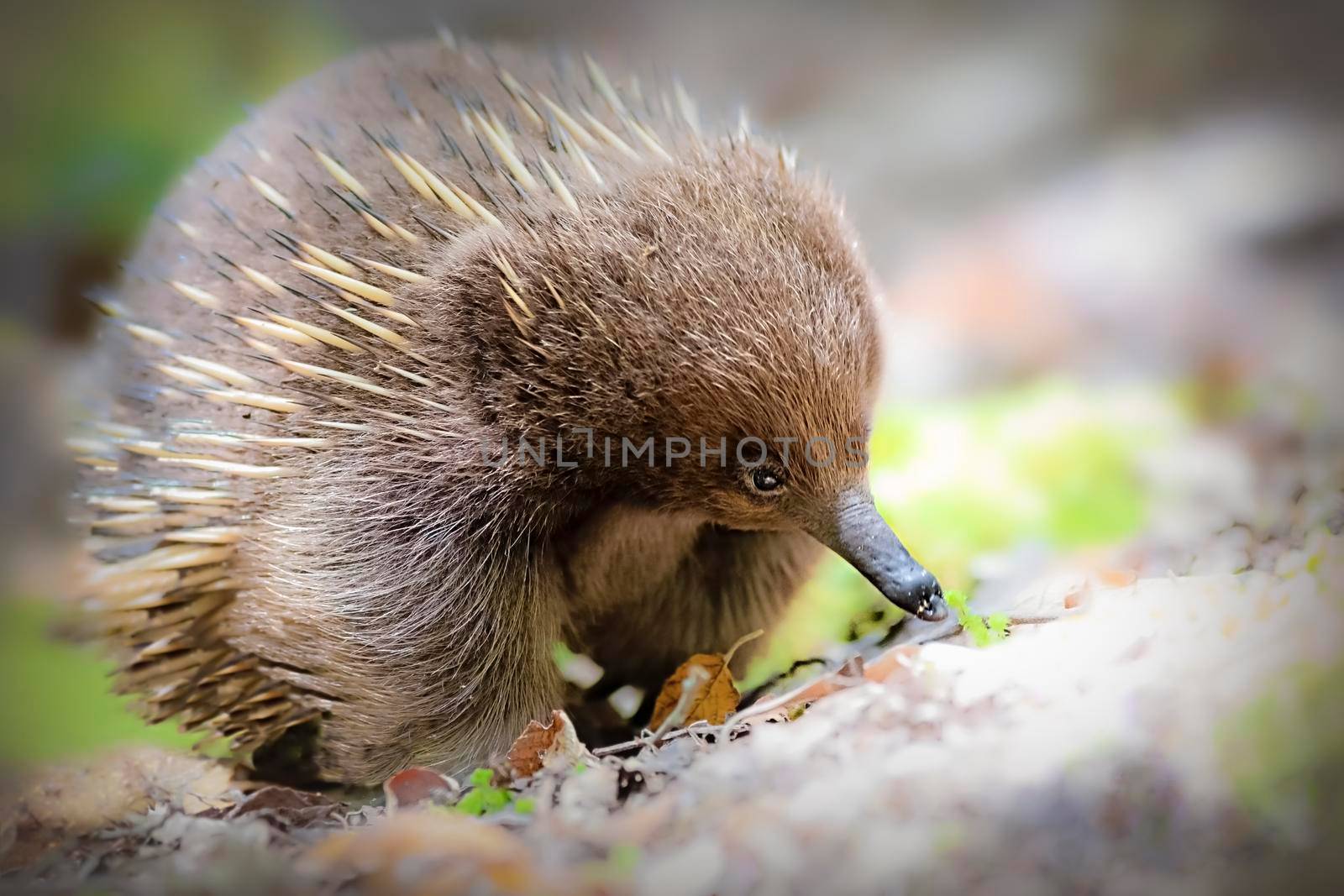 Photo of Echidnas are also called spiny anteaters and have some really strange characteristics. with selective focus on the echidna