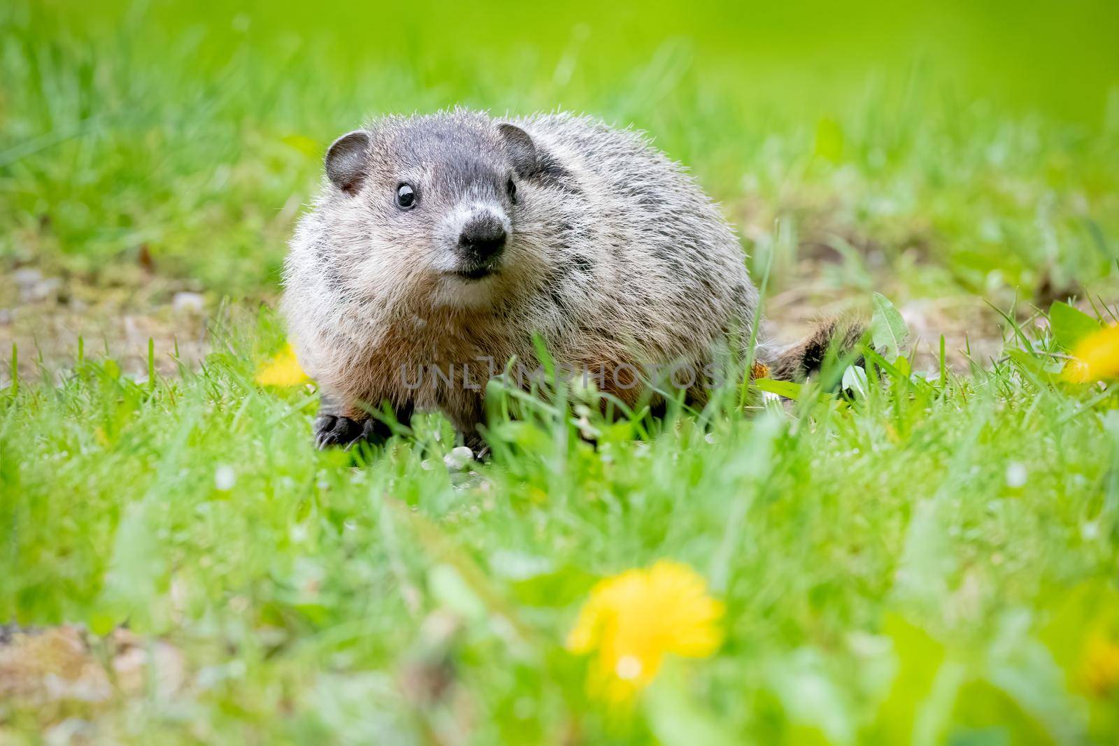 Photo of Muskrat is a medium-sized semiaquatic rodent native to North America with selective focus on the animal