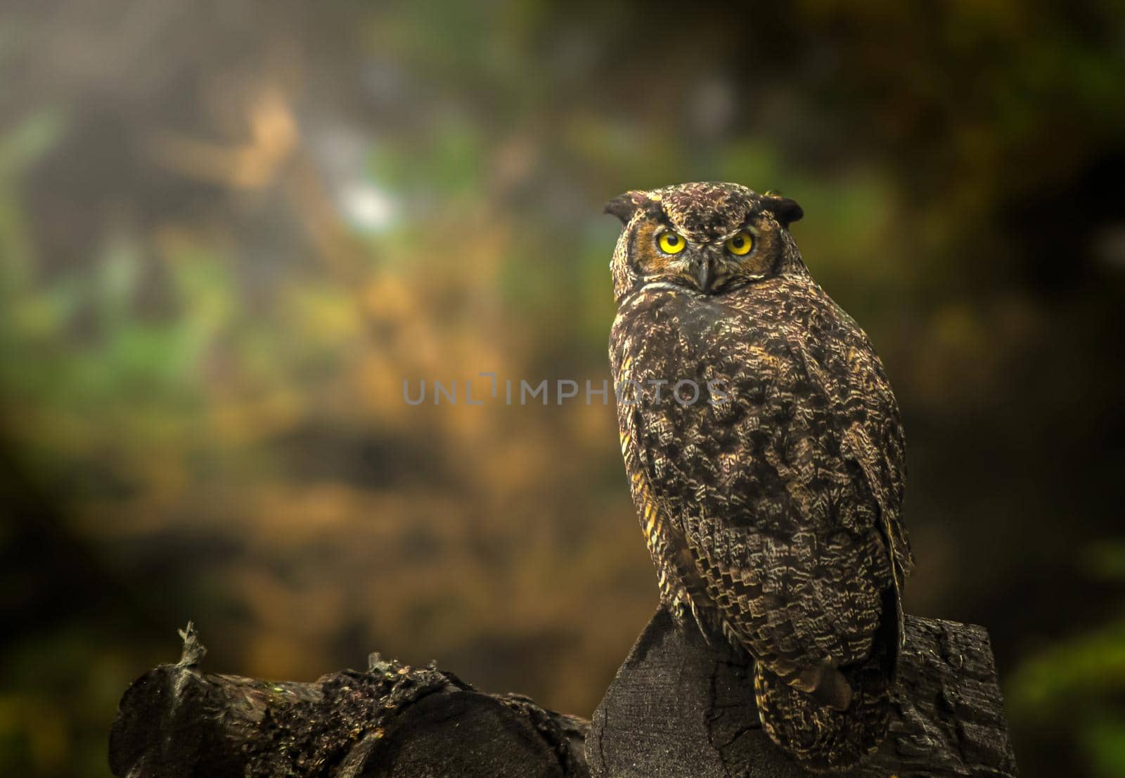 Photo of Great Horned Owl in the woods of Alaska with selective focus on bird
