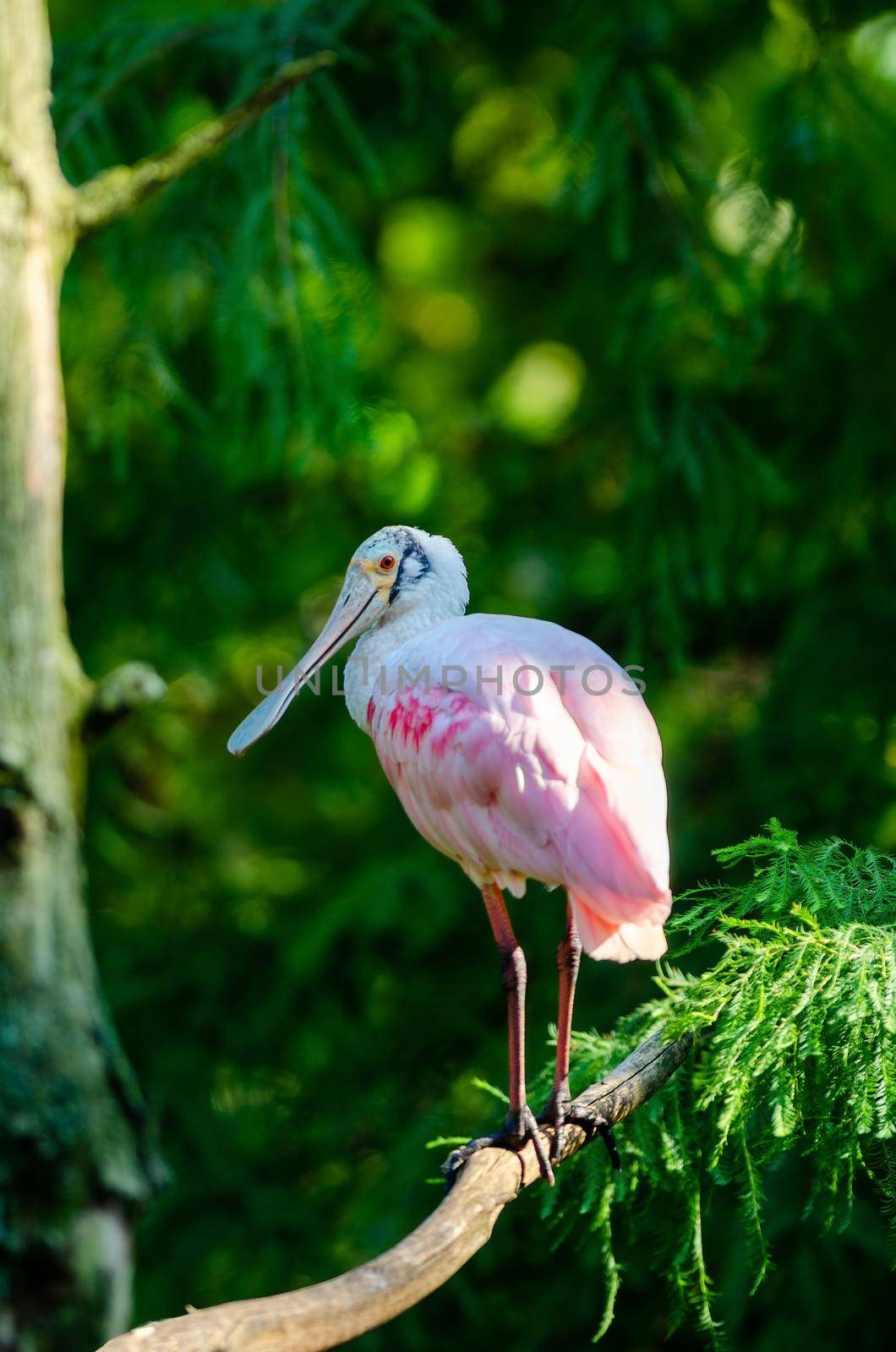 Photo of Roseated Spoonbill are medium-sized waterbirds with a football-shaped body and long legs with selective focus on the bird
