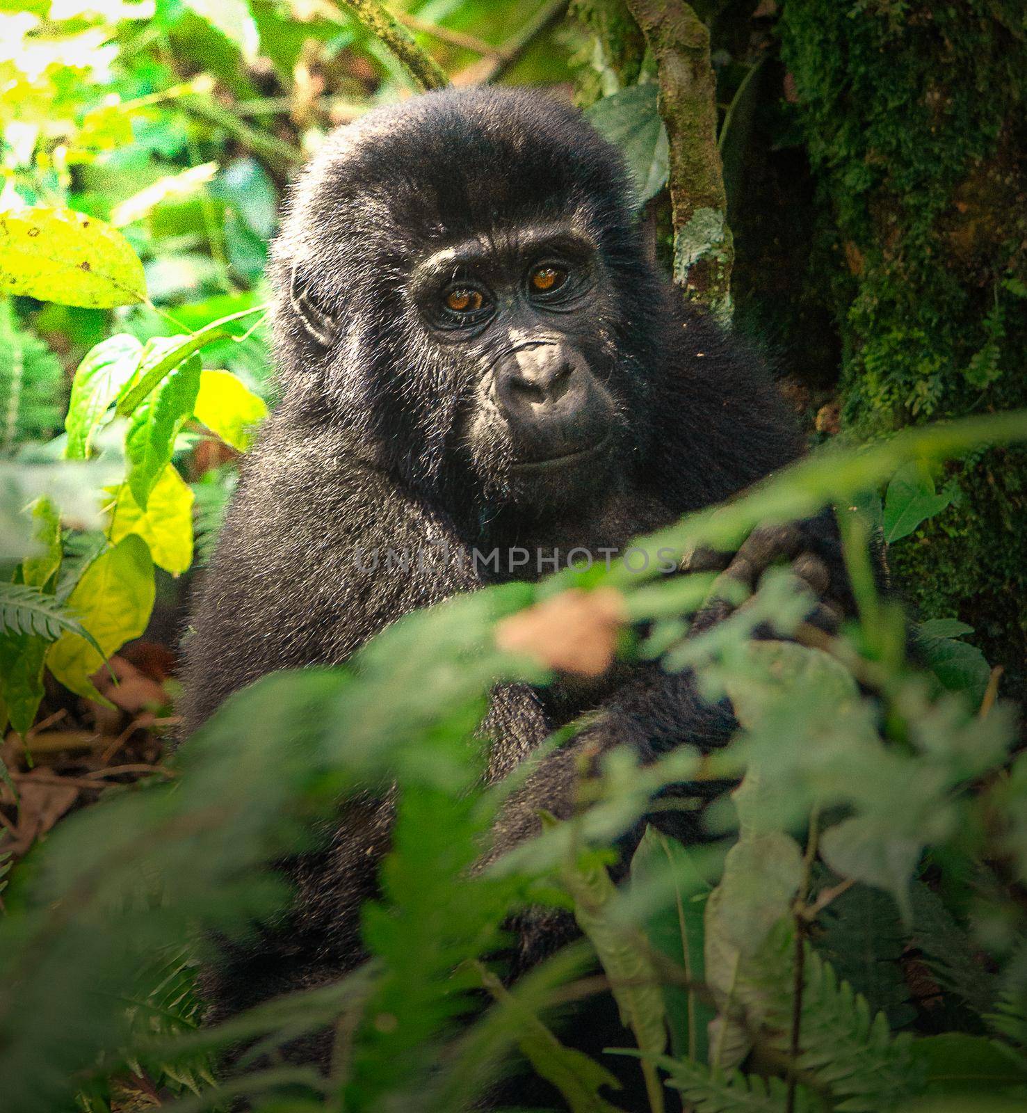 Photo of Mountain Gorilla in Bwindi Impenetrable Forest National Park with selective focus on the animal