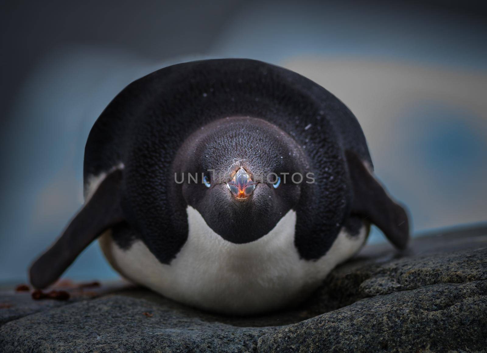 Picture of Adelie penguin on the rocks in Antararctica with selective focus on the penguin