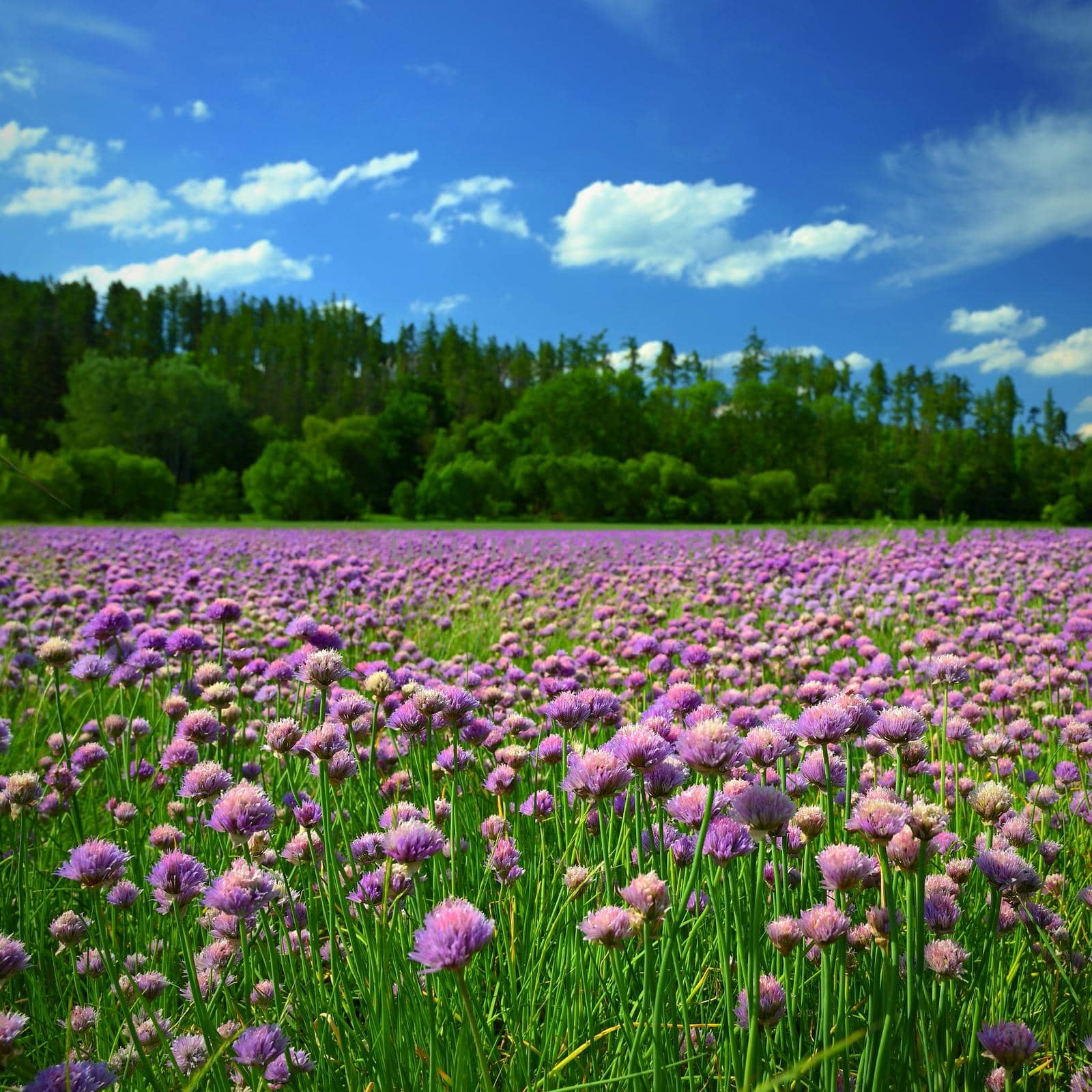 Landscape with purple chives flowers. Summer sunny day with sun, blue sky and colorful nature background.