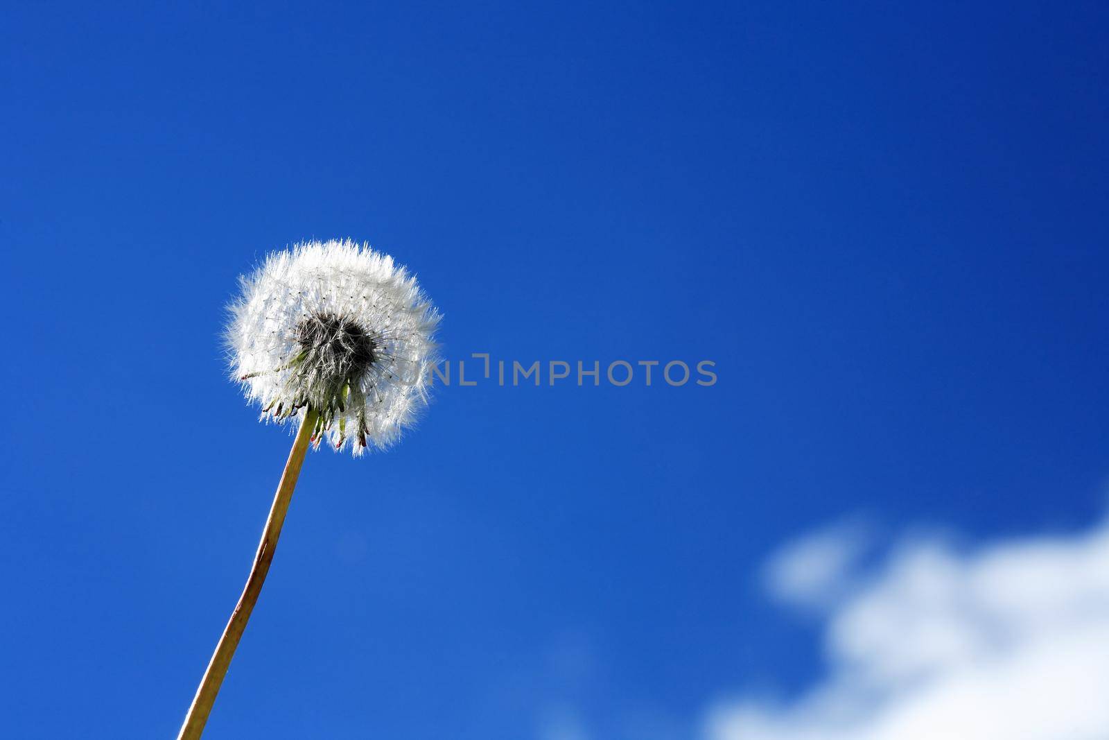 Nice fluffy dandelion against blue sky with white cloud