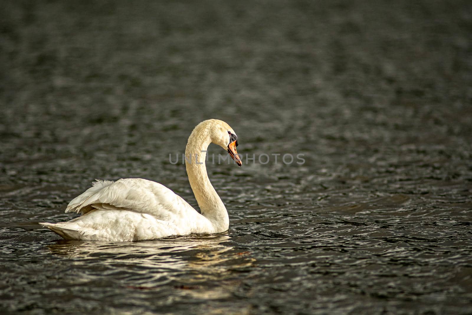 gorgeous white swan chilling in the lake junaluska of north carolina