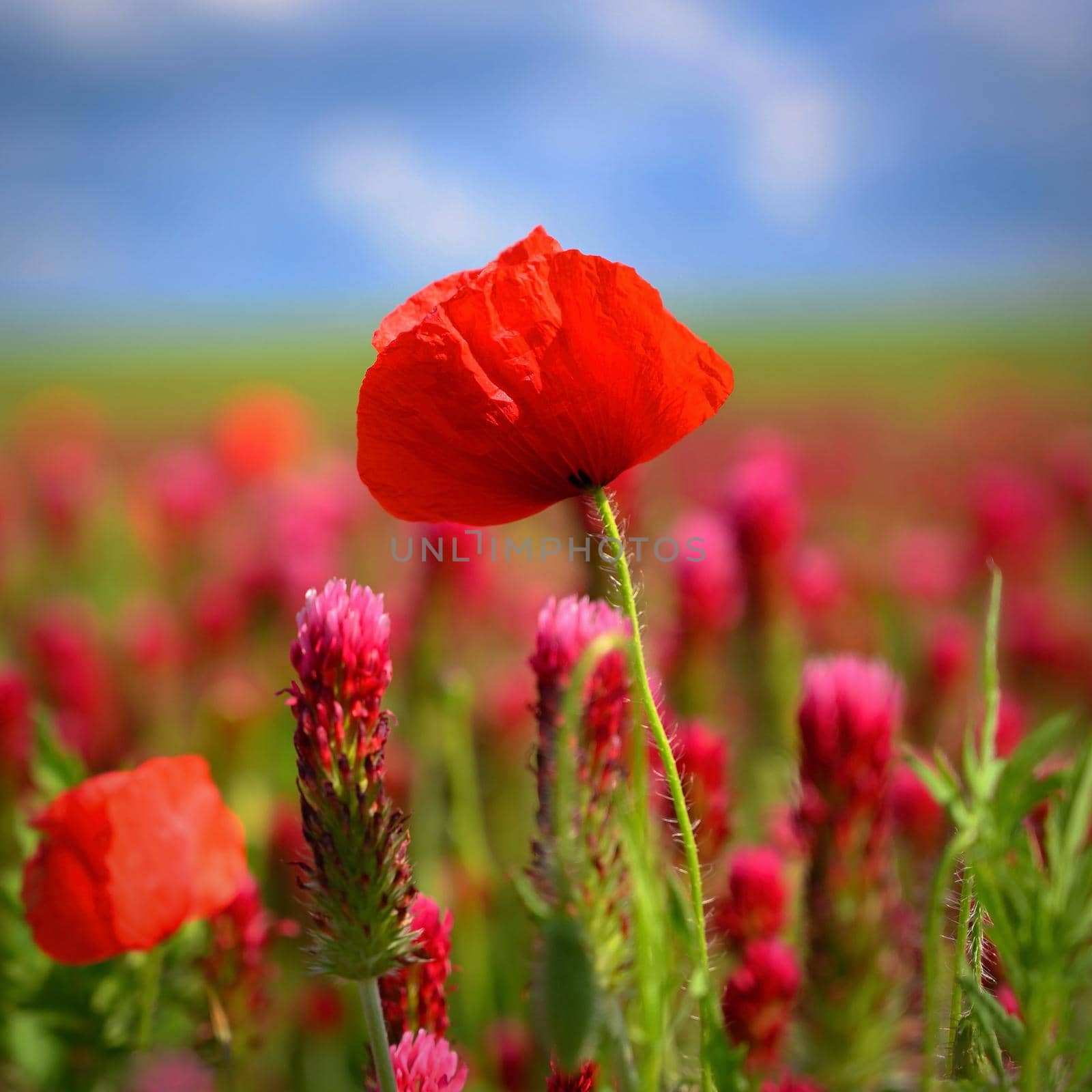 Summer nature - concept. Beautiful landscape with red poppy flowers and sunny day with blue sky. by Montypeter