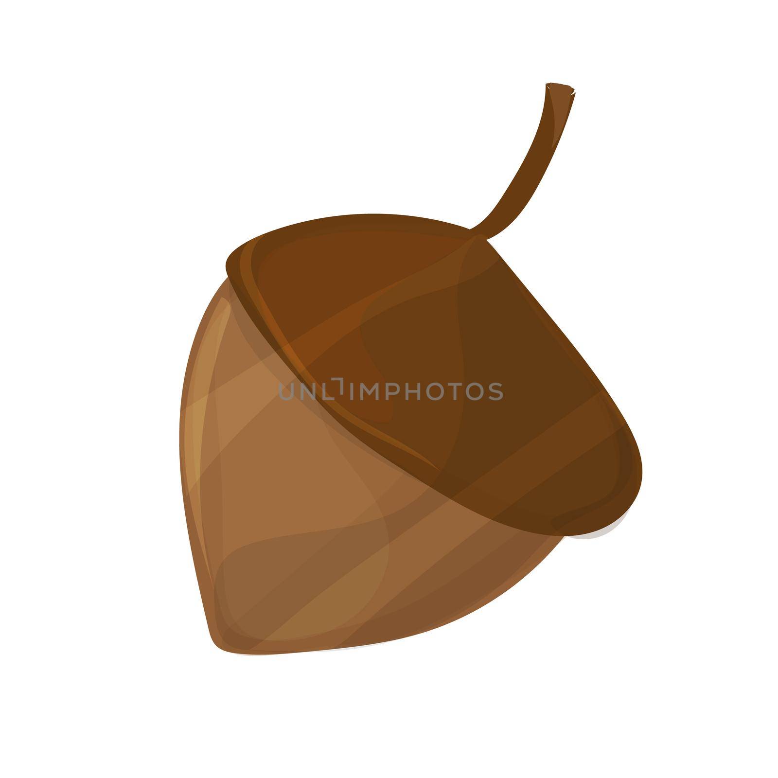 Acorn, oak nut, seed. Made in cartoon style on white background. Vector illustration