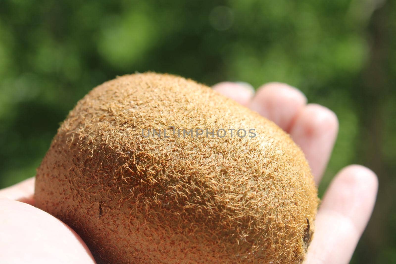 A close-up of a kiwi in a woman's hand against a natural background..