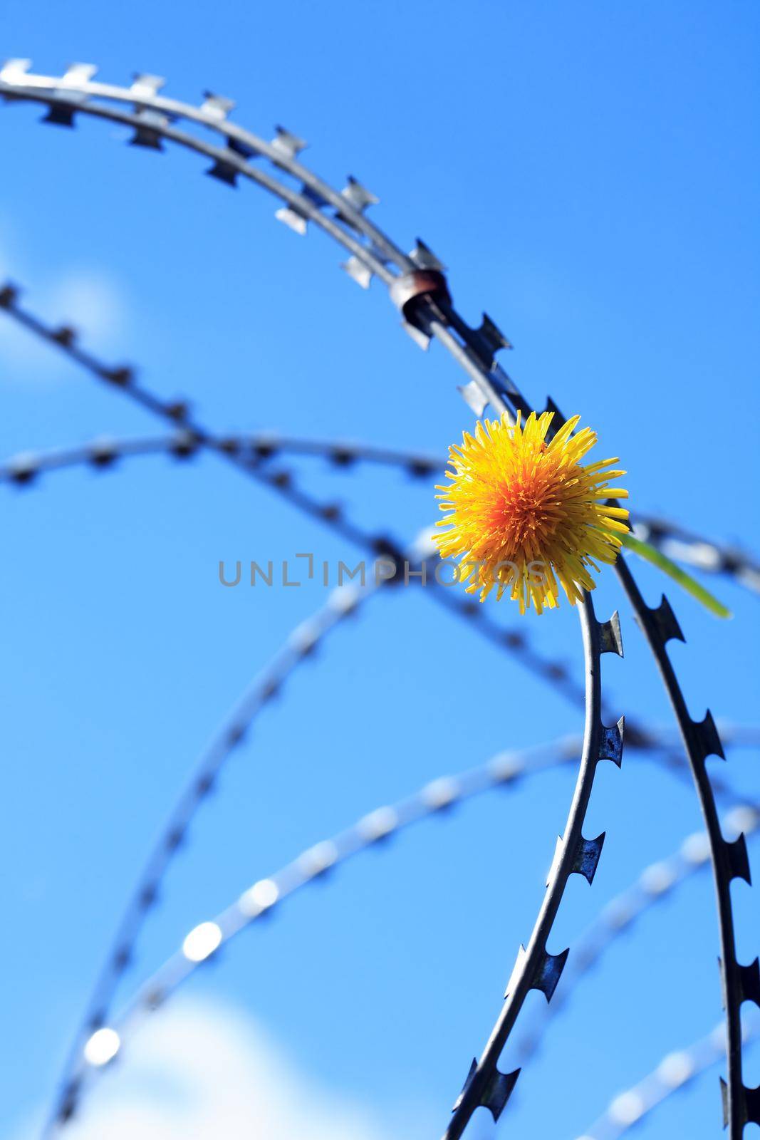 Freedom concept. Yellow dandelion flower on razor wire against blue sky