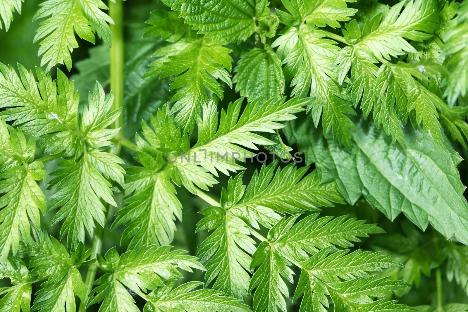 Green Leaves Background by kvkirillov