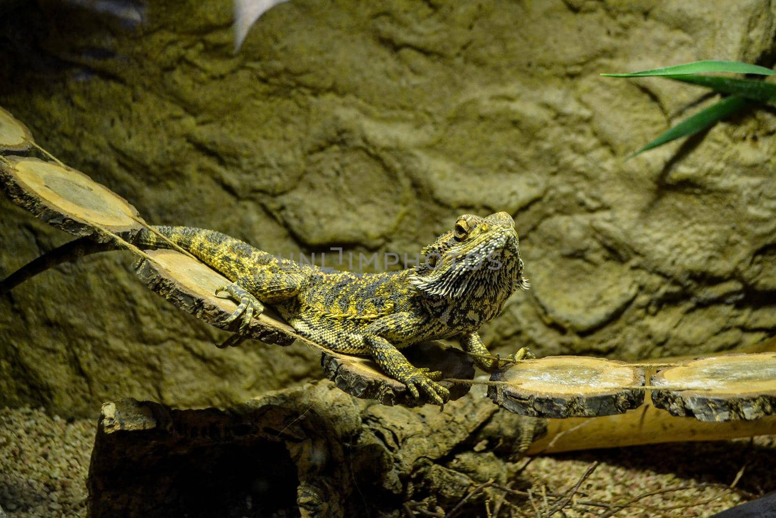 Iguana is a lizard reptile in the iguana family. close up in cage and see iguana scale. Iguana, Desert, Zoo, wildlife, reptiles, wildlife High quality photo