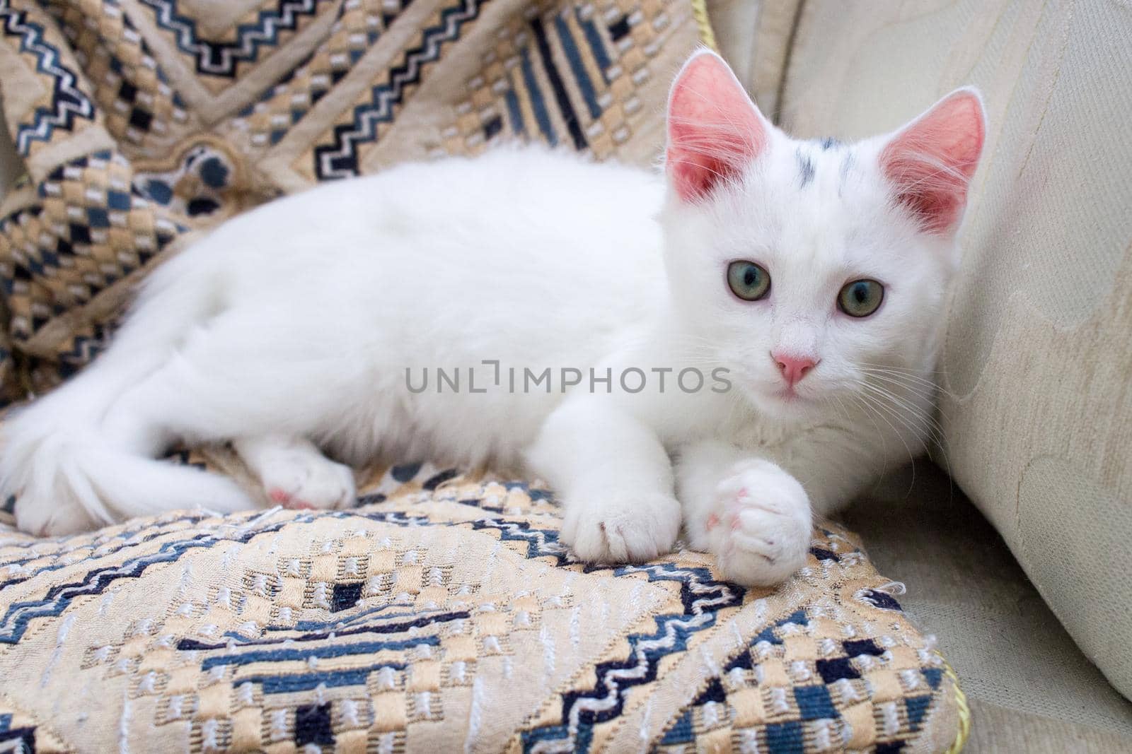 White baby cat kitten with rose ears lying on pillow by VeraVerano